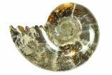 Polished, Sutured Ammonite (Argonauticeras) Fossil - Madagascar #287585-1